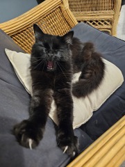 Chicken, Dreamies and Lickelix - the Excellent Cats form a disorderly queue