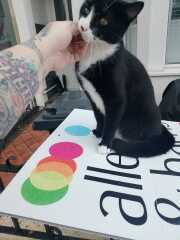 Chicken, Dreamies and Lickelix - the Excellent Cats form a disorderly queue