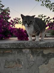 Greek island but without the strays