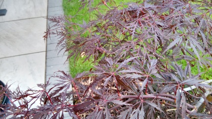 Acer looking stressed