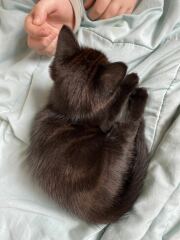 It’s a kitten name!