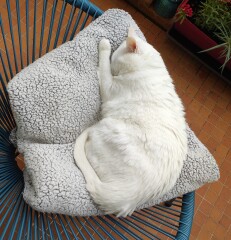 Can you introduce senior cats successfully?