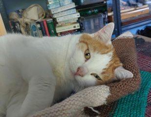 Post your supermodel cats