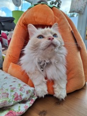 Year round Nigel Slater discussion thread Part 2