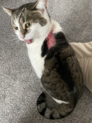 Emergency vet for this? Anything they can do?