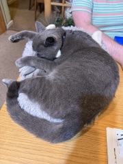 Chicken, Dreamies and Lickelix - the Excellent Cats form a disorderly queue