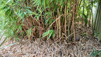 Is this Bamboo harmful or harmless clumping bamboo?