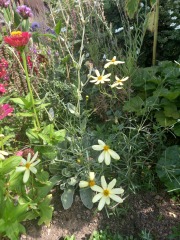 What have been your stand out favourite plants in your garden this year?