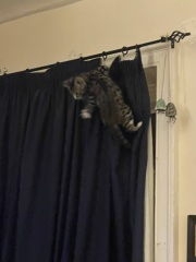 Cats a dickhead 🤣
