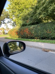 Drive-by plant ID