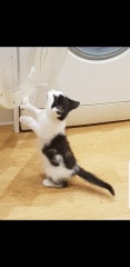 Cats with thumbs!