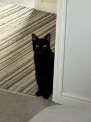 Cats with thumbs!