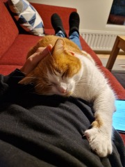 Chicken, Dreamies and Lickelix - the Excellent Cats form a disorderly queue