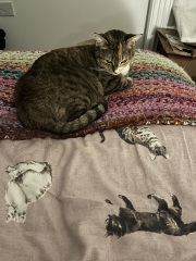 Chicken, Dreamies and Lickelix - the Excellent Cats form a disorderly queue