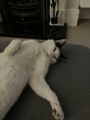 Post your supermodel cats
