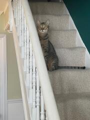 Introducing Marvin the Mau