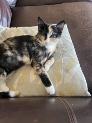 Help! Introducing younger kitten to much larger kitten and struggling