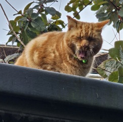 Chicken, Dreamies and Lickelix - the Excellent Cats form a disorderly queue
