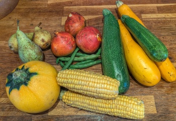 The Vegetable Patch 2024/2025