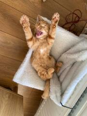 Post your supermodel cats