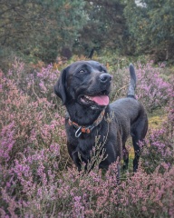 Our Cosmic Autumn Rebellion (Adolescent Support Group)