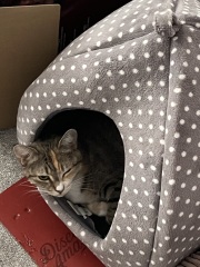 Chicken, Dreamies and Lickelix - the Excellent Cats form a disorderly queue