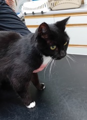 Chicken, Dreamies and Lickelix - the Excellent Cats form a disorderly queue