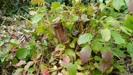 Help needed - is this plant harmful?
