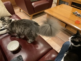 Chicken, Dreamies and Lickelix - the Excellent Cats form a disorderly queue