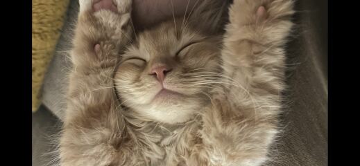 Post your supermodel cats