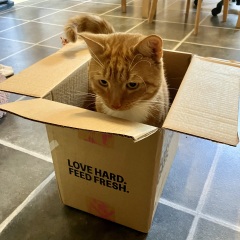 Post your supermodel cats