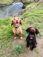 Cocker or Golden Retriever?
