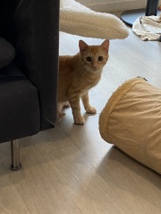 Post your supermodel cats