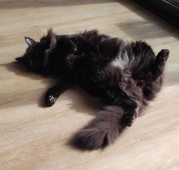 Post your supermodel cats