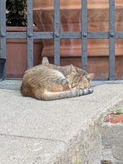 Chicken, Dreamies and Lickelix - the Excellent Cats form a disorderly queue