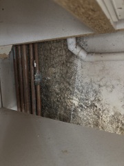 Has the landlord moved us into a damp kitchen?
