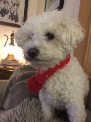 Looking for a gentle companion dog
