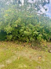 Do you have any mature apple trees ?