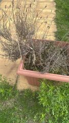 Rescuing lavender plants
