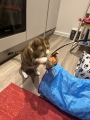 Chicken, Dreamies and Lickelix - the Excellent Cats form a disorderly queue