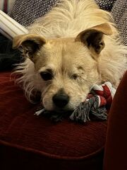 Potentially adopting a dog