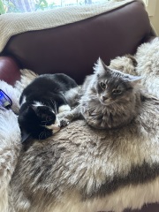 Chicken, Dreamies and Lickelix - the Excellent Cats form a disorderly queue