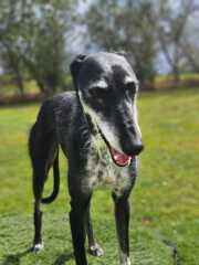 Borzoi