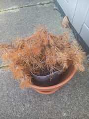 Take it this pine is definitely dead?