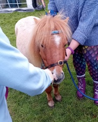 Chicken, Dreamies and Lickelix - the Excellent Cats form a disorderly queue
