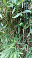 Is this Bamboo harmful or harmless clumping bamboo?