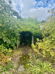 Do you have any mature apple trees ?