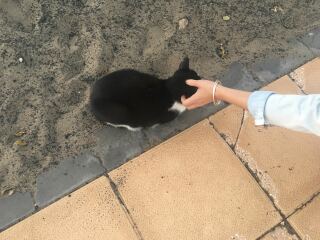 Greek island but without the strays