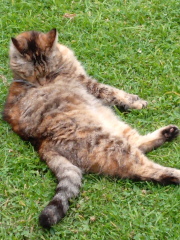 Chicken, Dreamies and Lickelix - the Excellent Cats form a disorderly queue