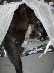 Chicken, Dreamies and Lickelix - the Excellent Cats form a disorderly queue